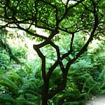 Arbre Jardin des Plantes - Taille en transparence