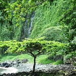 Arbre naturel - La Réunion