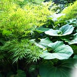 Bambou et Pétasite Jardin