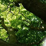 Energie des arbres - Kew Garden