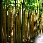 Cloture Bambou Jardin (4)