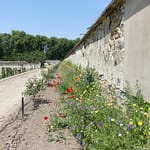 Le Potager du Roi - Versailles (11)