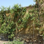 Le Potager du Roi - Versailles (12)