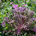 Le Potager du Roi - Versailles (13)