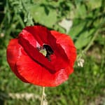 Le Potager du Roi - Versailles (15)