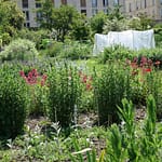Le Potager du Roi - Versailles (16)