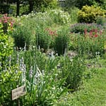 Le Potager du Roi - Versailles (17)