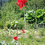 Le Potager du Roi - Versailles (18)