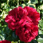 Le Potager du Roi - Versailles (19)