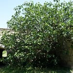 Le Potager du Roi - Versailles (21)