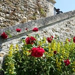 Le Potager du Roi - Versailles (26)