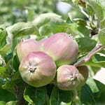 Le Potager du Roi - Versailles (9)