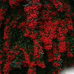 Mur végétal - Potager du Roi