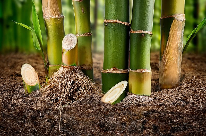 Supprimer bambou envahissant d'un jardin